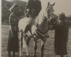 horse Tiercel Mystical (Connemara Pony, 1986, from Wisbridge Erinmore)