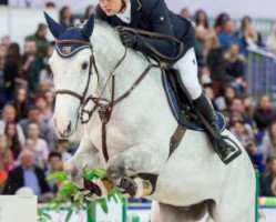 jumper Cassio Melloni (Holsteiner, 2007, from Caretino)