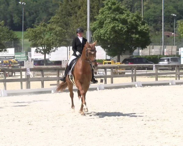 Reitturnier Balsthal 2024