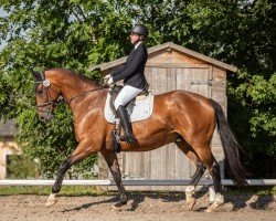 dressage horse Dario 167 (Hanoverian, 2011, from Dancier)