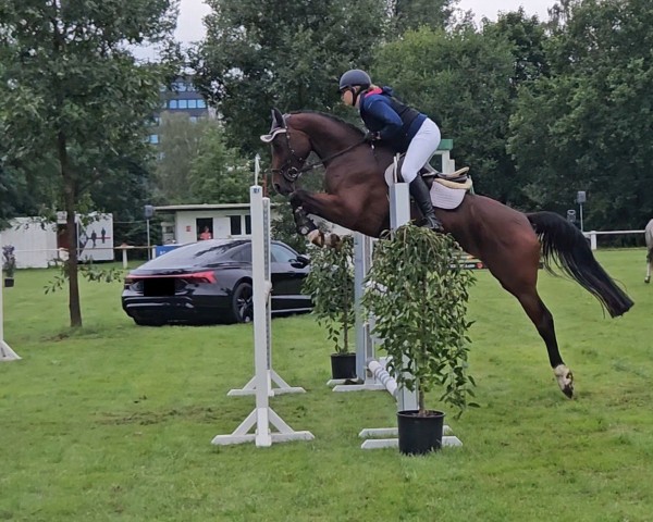 jumper Debbie B 3 (Hanoverian, 2020, from Diacontinus)