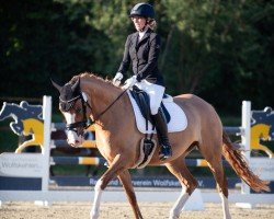 dressage horse Bodenthal's Donna Double (German Riding Pony, 2020, from Dornik-Double)