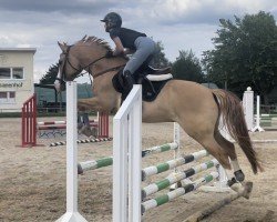 dressage horse Bodethal's Double de Luxe (German Riding Pony, 2017, from Dornik-Double)