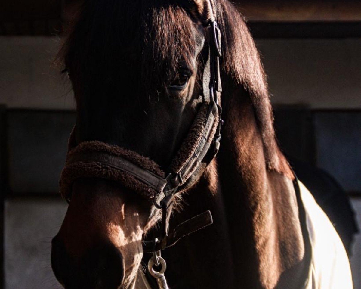 dressage horse Topaz 22 (Westphalian, 2016, from Toliva)