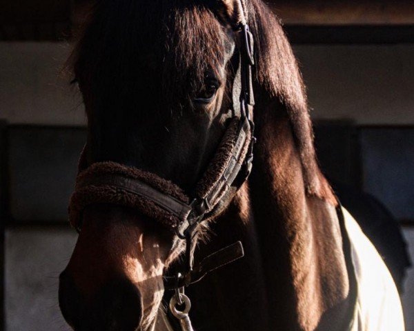 dressage horse Topaz 22 (Westphalian, 2016, from Toliva)