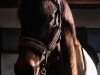 dressage horse Topaz 22 (Westphalian, 2016, from Toliva)