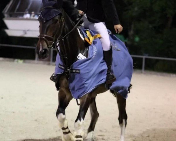 jumper Nanu Nutello KA (German Sport Horse, 2017, from Nebrasco)