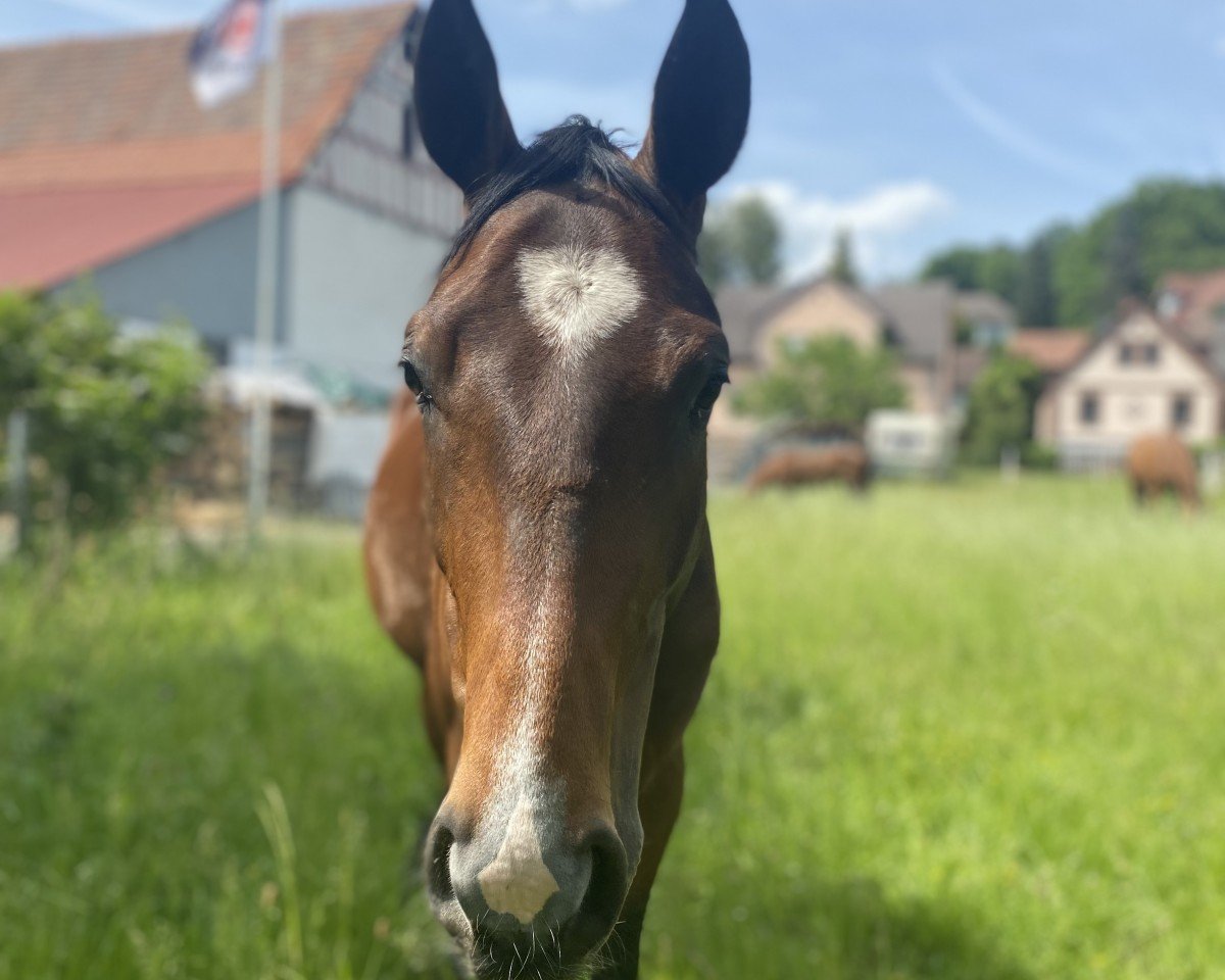 dressage horse Royal Heart B (Hanoverian, 2018, from Rotspon)