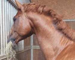 dressage horse Manapi (Russian Trakehner, 2020, from Sakas)