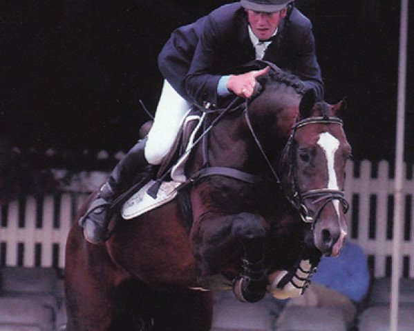 Springpferd Padinus (Koninklijk Warmbloed Paardenstamboek Nederland (KWPN), 1997, von Heartbreaker)