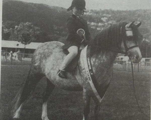 Pferd Gwynrhosyn Ellie (Welsh Mountain Pony (Sek.A),  , von Coed Coch Rhion)