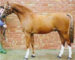 stallion Ninfield Thatcher (British Riding Pony, 1979, from Wingrove Minkino)