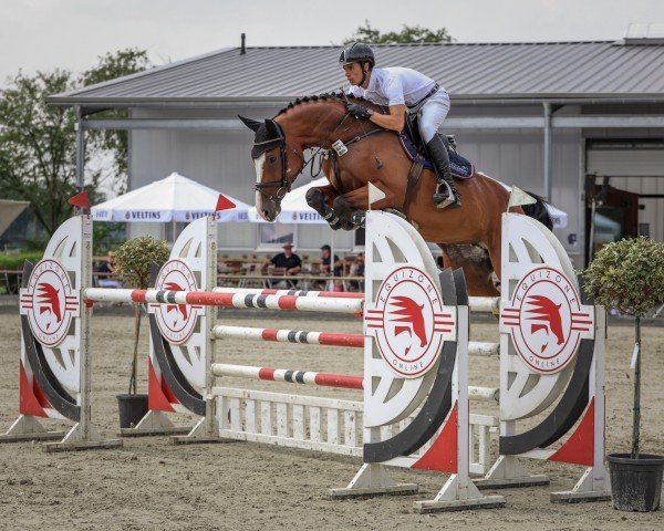 jumper Crystal Di (Holsteiner, 2018, from Cascadello)