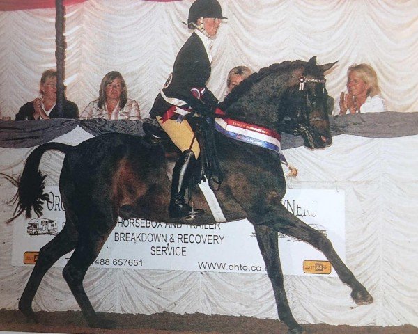 horse Stanley Grange Puppeteer (British Riding Pony, 1996, from Strinesdale Mastermind)