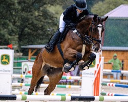 jumper Cassedyy (German Sport Horse, 2016, from Christophe 2)