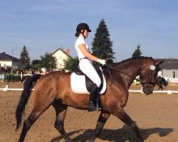 jumper Chaplin 108 (KWPN (Royal Dutch Sporthorse), 2007, from Sandreo)