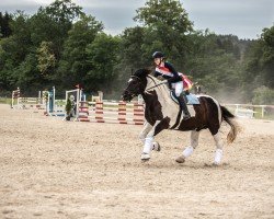 dressage horse Larko Vulkan XVI (Noric, 2015)