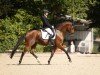 dressage horse Dacapo 315 (Hanoverian, 2019, from Da Costa)