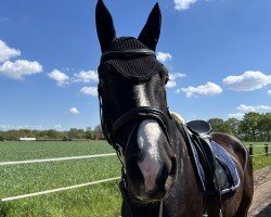 dressage horse Déjà-vu 26 (German Sport Horse, 2020, from Dancier Gold FRH)