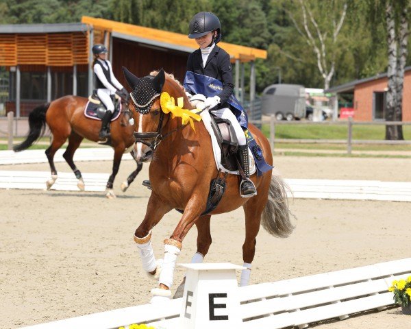 broodmare Bali vM (German Riding Pony, 2012, from Beckenbauer)