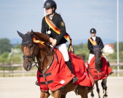 Springpferd Perre V/H Ringhof (Belgisches Warmblut, 2015, von Etoulon VDL)