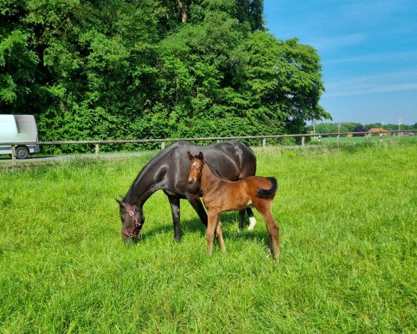 foal by Otis (Westphalian, 2024, from Onassis TN)