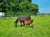 foal by Otis (Westphalian, 2024, from Onassis TN)