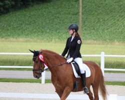 dressage horse Calimero 51 (Austrian Warmblood, 2014)