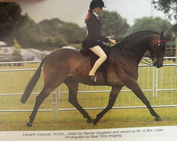 Pferd Llanarth Copycat (British Riding Pony, 1995, von Cusop Disciplin)