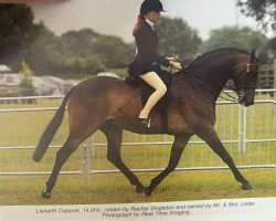 horse Llanarth Copycat (British Riding Pony, 1995, from Cusop Disciplin)