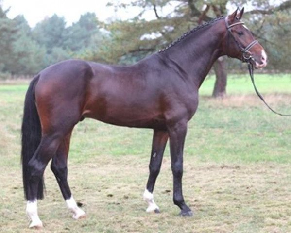 stallion Cloney (Holsteiner, 2005, from Contender)