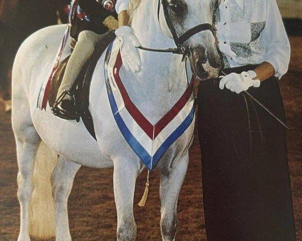 horse Thistledown Bumble Bee (Welsh mountain pony (SEK.A), 1990, from Crossways Rebel)