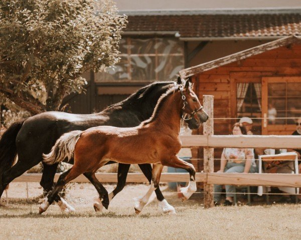 Fohlen von Savay Desert Dancer (Welsh-Cob (Sek. D), 2024, von Glyncoch Desert Prince)