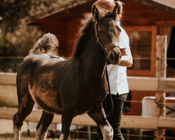 Fohlen von Veritas Hot Hanya (Welsh-Cob (Sek. D), 2024, von Glyncoch Desert Prince)