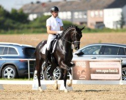 dressage horse Zenon's Destina K (Hanoverian, 2019, from Zenon)