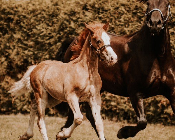 foal by Veritas Red Rayman (Welsh-Cob (Sek. D), 2024, from Ruska Red Rooster)