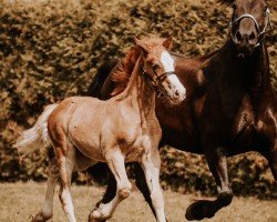 foal by Veritas Red Rayman (Welsh-Cob (Sek. D), 2024, from Ruska Red Rooster)