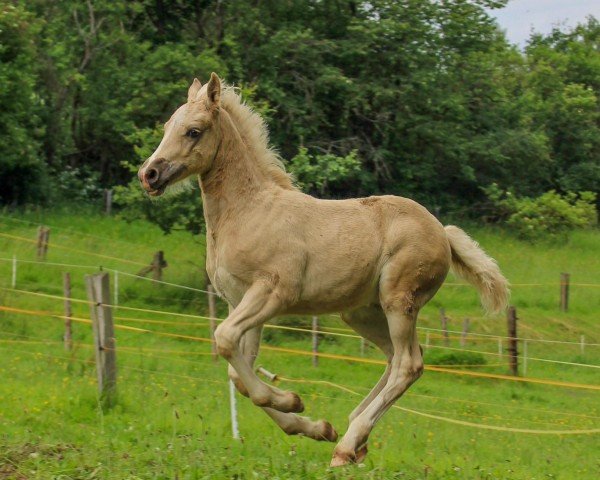 foal by Veritas My Desert Princess (Welsh-Cob (Sek. D), 2024, from Glyncoch Desert Prince)