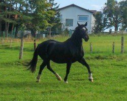 broodmare Llwynhywel Hot Gossip (Welsh-Cob (Sek. D), 2017, from Glantraeth Masterclass)