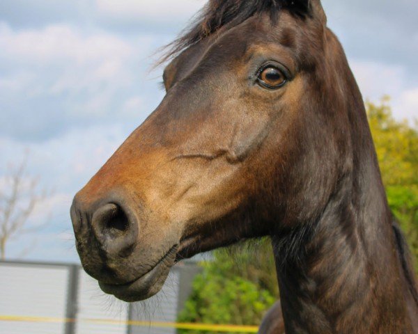 broodmare Wilberts Ramira (Welsh-Cob (Sek. D), 2009, from Palatinate Rodrigo)