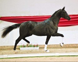 dressage horse McLaren Junior (German Sport Horse, 2021, from Mclaren)