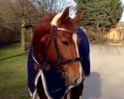 dressage horse Simply Red SN (Westphalian, 2010, from Stoiber SN)