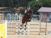 jumper Optima Prime (Hanoverian, 2018, from Ogano)