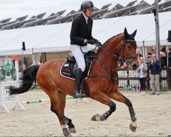 stallion Insallah S (KWPN (Royal Dutch Sporthorse), 2013, from Zambesi TN)