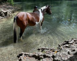 jumper Letbany Holly (Connemara Pony, 2010, from Unbekannt PONY)