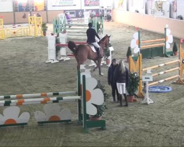 Ravensberger Pferdetage 2013