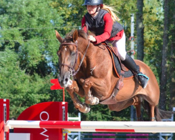 broodmare Renarde Rumel (Selle Français, 2005, from Dollar de la Pierre)