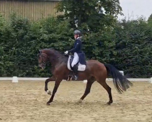 dressage horse Rocky de Luxe (Westphalian, 2015, from Rock Forever II)