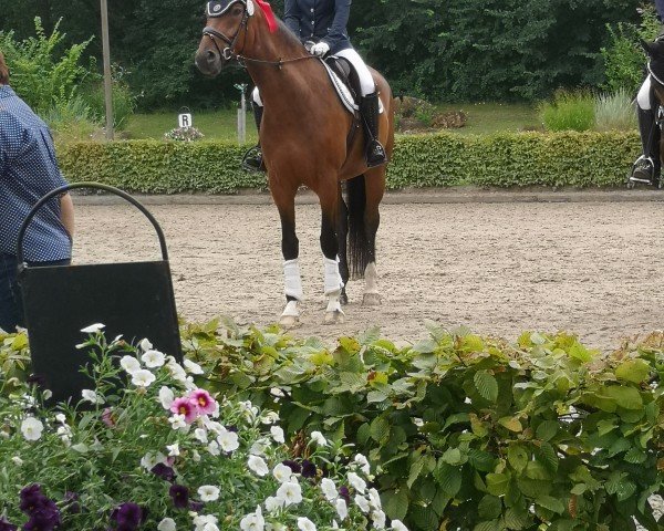 dressage horse Brisant 12 (Westphalian, 2019, from By your Side 3)