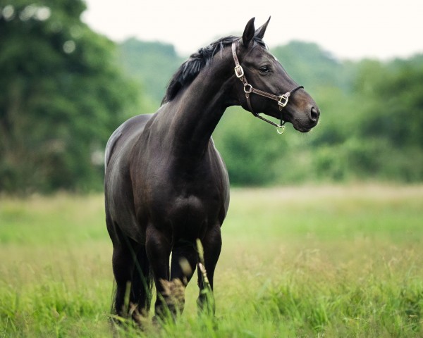 Pferd Caletta M (Hannoveraner, 2016, von Comte)